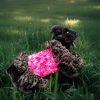 Glamour Petal Charm premium pet sweater combining gentle pink color with intricate lace for a sophisticated look