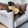 Gold Rush Couture cozy pet outfit with fluffy accents along the spine, ideal for fashion-forward dogs