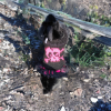 Rebel Elegance fashionable sweater with pink Jolly Roger and flowing ruffles for pets who love adventure
