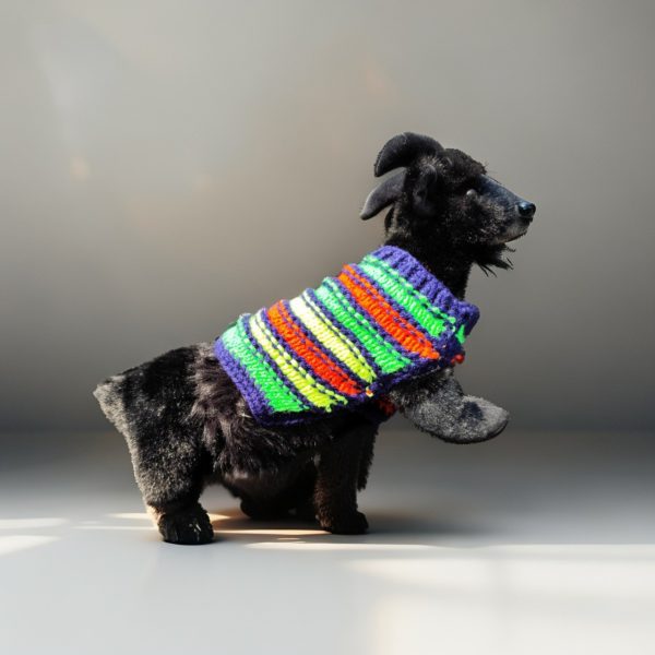 Youthful Stripe Fling stylish pet clothing with bright multicolor stripes for energetic cats and dogs